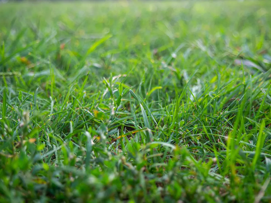 Sample image: Weekly mowing