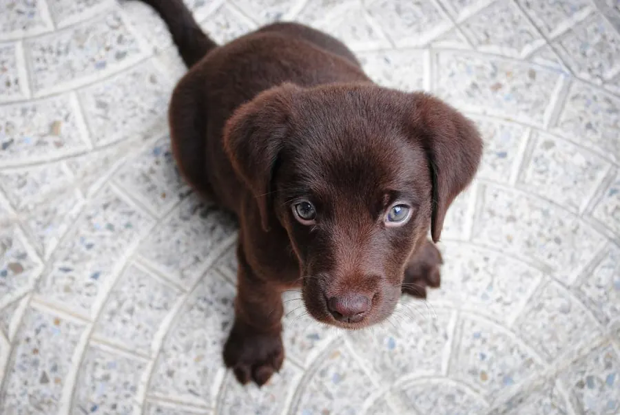 Sample image: Puppy and kitten care