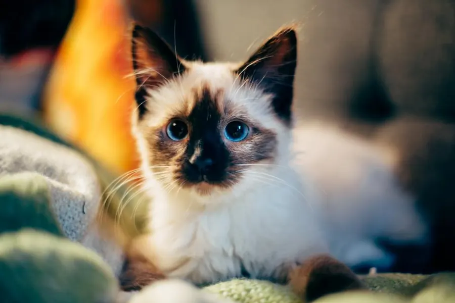 Sample image: Cat-friendly visits