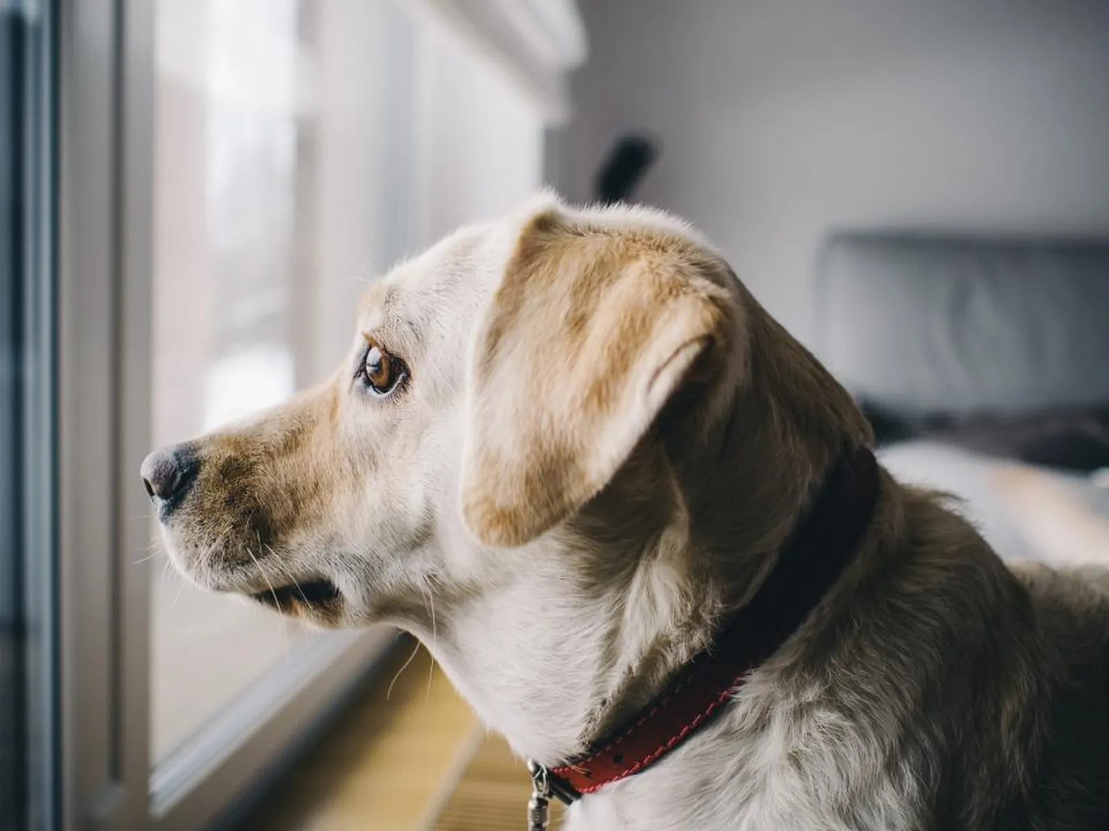 Sample image for vet clinic
