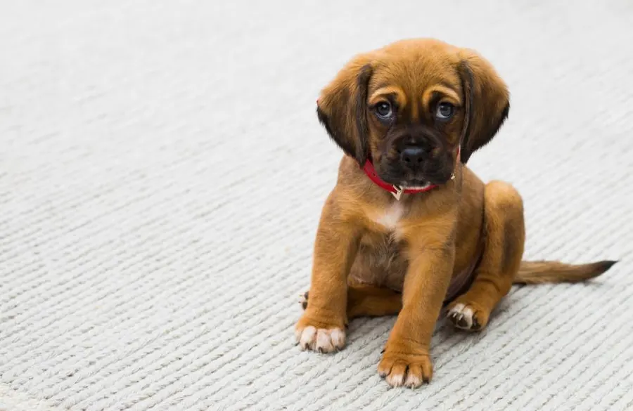 Sample image: Puppy class