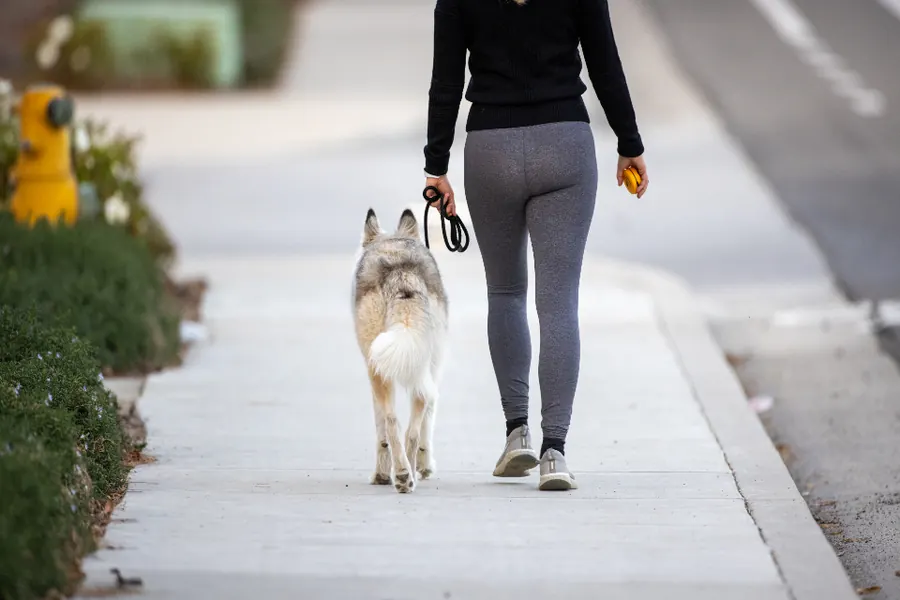 Sample image: Leash walking