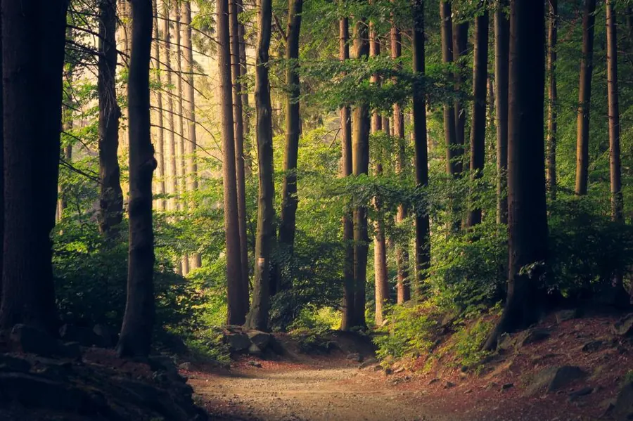 Sample image: Healthy trees