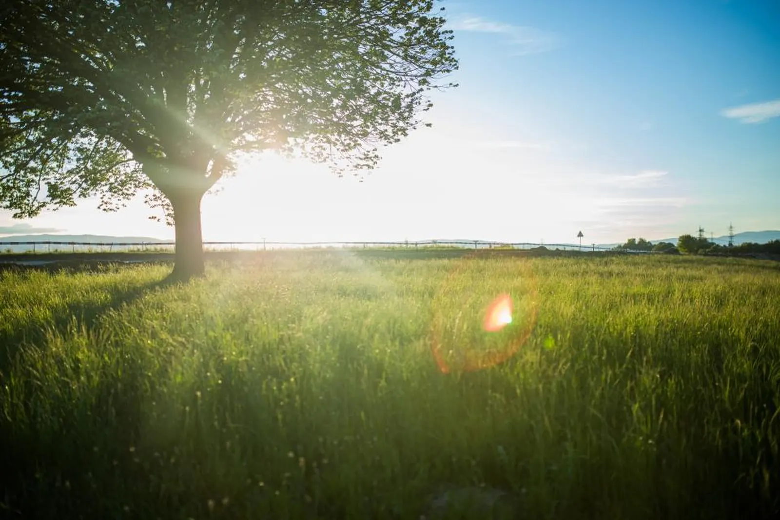 Sample image for tree service