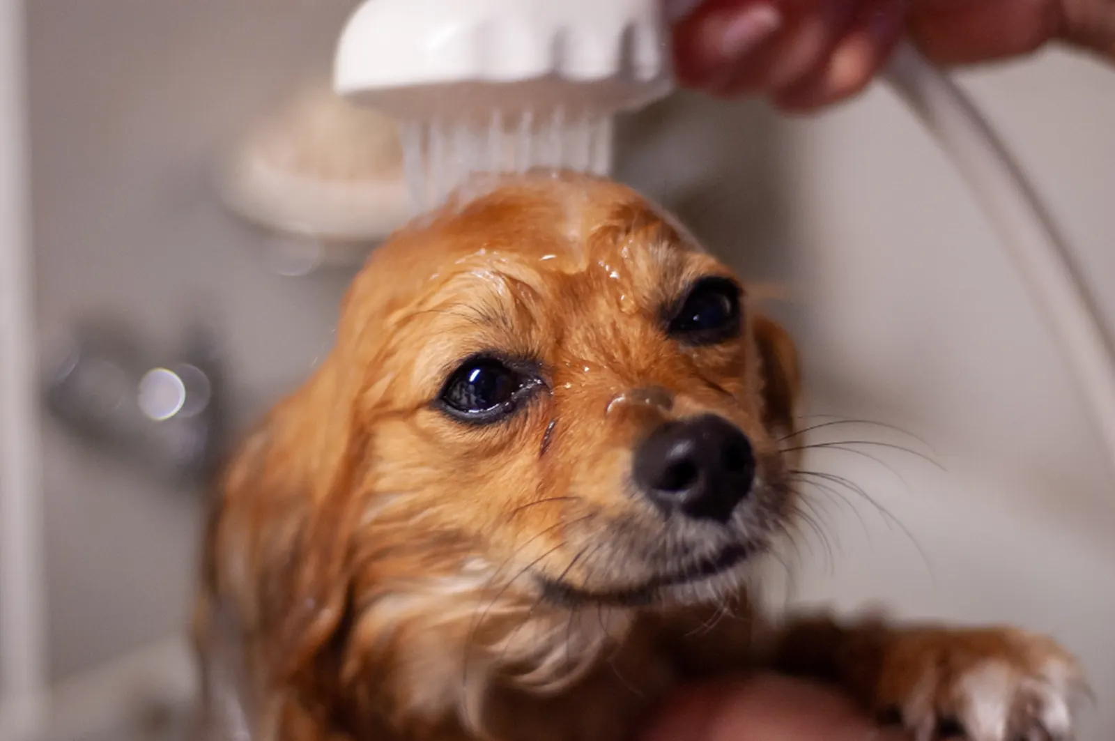 Sample image for pet grooming