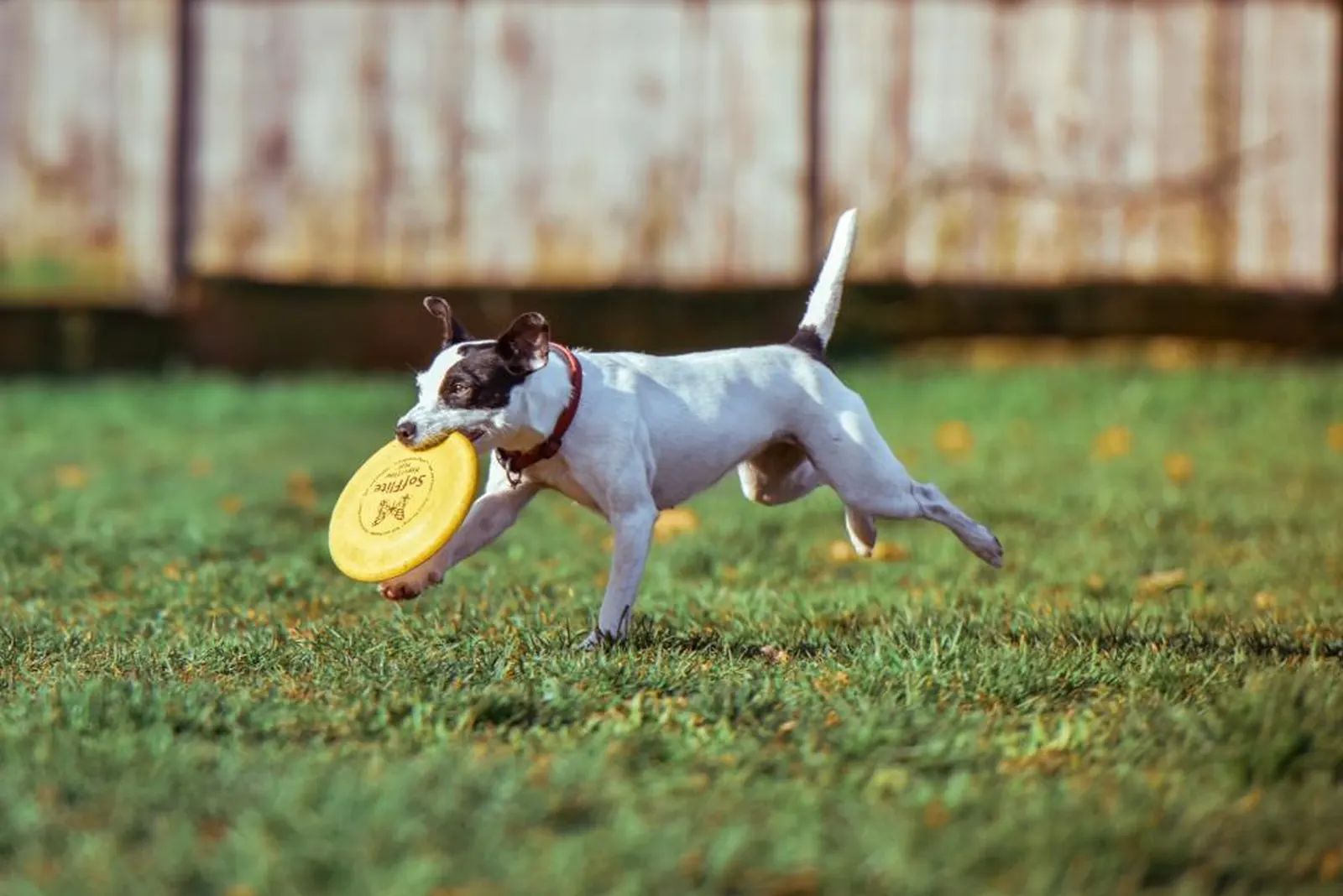 Sample image: Fetch in the yard