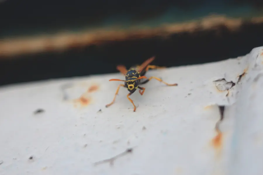 Sample image: Wasp nests