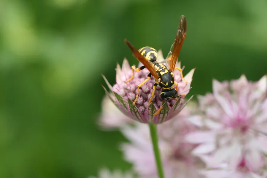Sample image: Wasps and bees